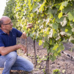 Read more about the article Weingut Tschida