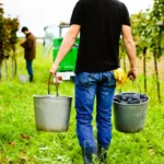 Mehr über den Artikel erfahren Robitza Wein