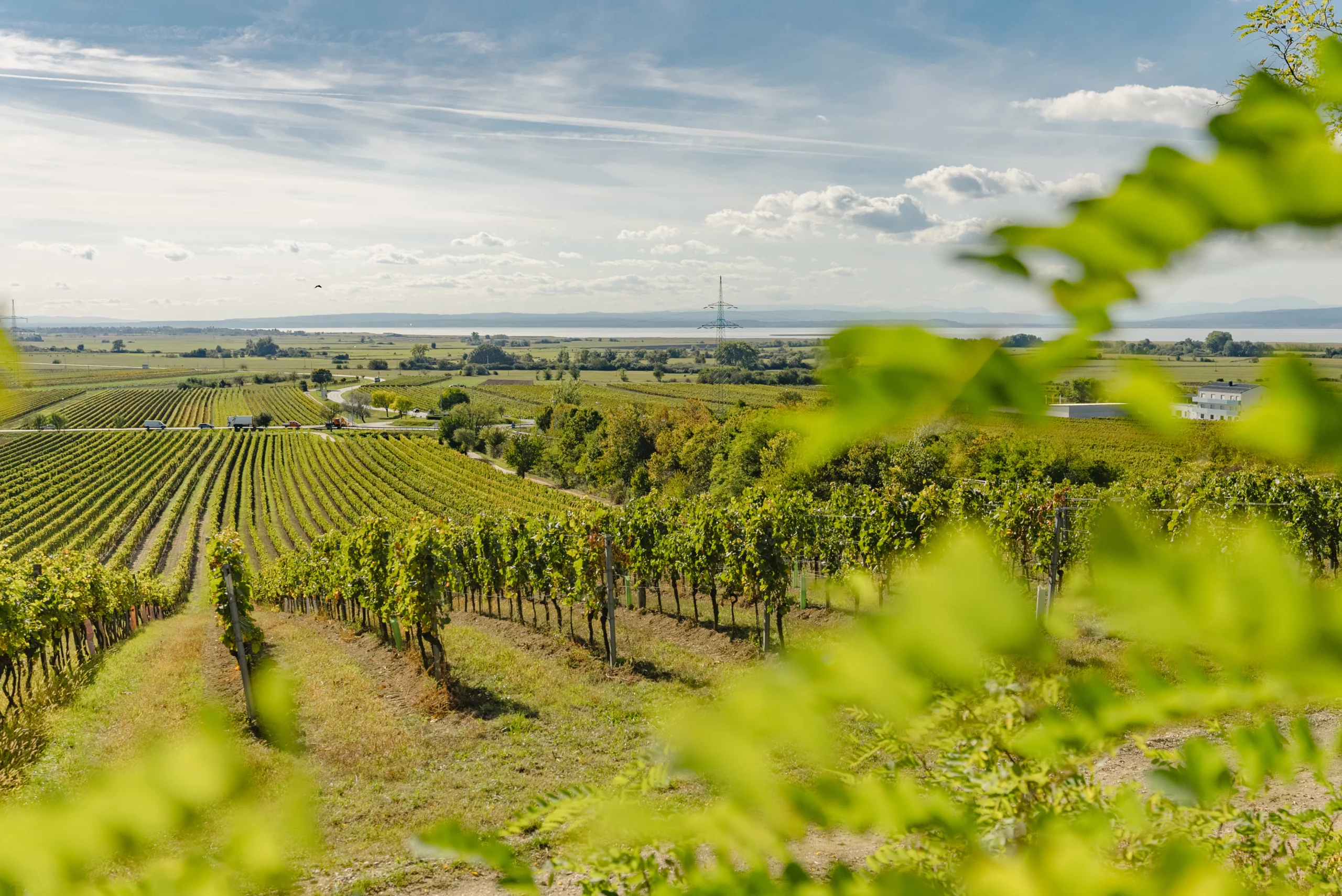 Weinweg-Gols_011Burgenland-Tourismus_wearegiving-scaled Weinweg Gols
